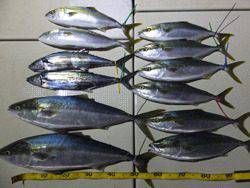 Hit Rush(ヒット ラッシュ） 釣果