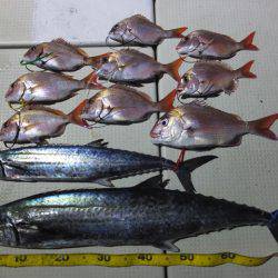 Hit Rush(ヒット ラッシュ) 釣果