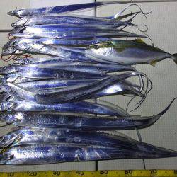 Hit Rush(ヒット ラッシュ） 釣果