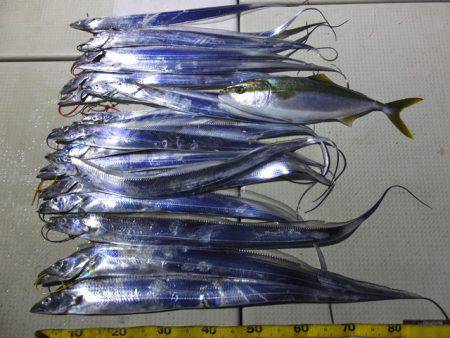 Hit Rush(ヒット ラッシュ） 釣果…