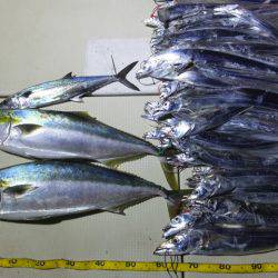 Hit Rush(ヒット ラッシュ) 釣果