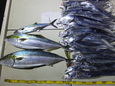 Hit Rush(ヒット ラッシュ) 釣果