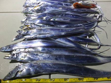 Hit Rush(ヒット ラッシュ） 釣果…