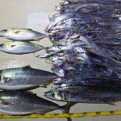 Hit Rush(ヒット ラッシュ) 釣果