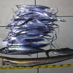 Hit Rush(ヒット ラッシュ) 釣果