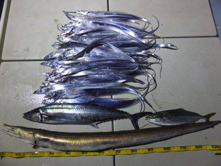 Hit Rush(ヒット ラッシュ) 釣果