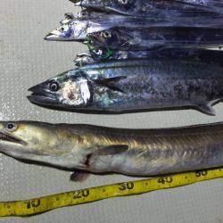 Hit Rush(ヒット ラッシュ) 釣果