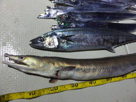 Hit Rush(ヒット ラッシュ) 釣果