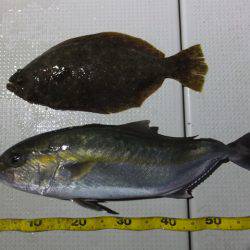 Hit Rush(ヒット ラッシュ) 釣果