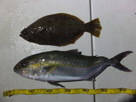 Hit Rush(ヒット ラッシュ） 釣果…