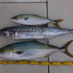 Hit Rush(ヒット ラッシュ) 釣果