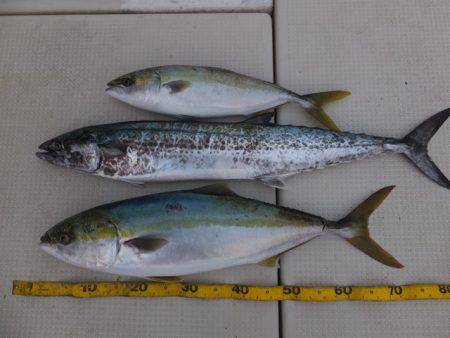 Hit Rush(ヒット ラッシュ） 釣果…