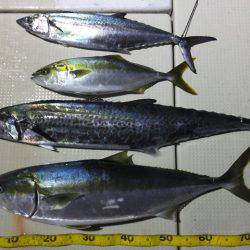 Hit Rush(ヒット ラッシュ) 釣果