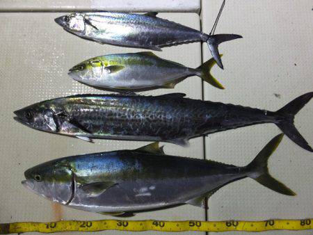 Hit Rush(ヒット ラッシュ) 釣果