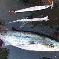 Hit Rush(ヒット ラッシュ） 釣果