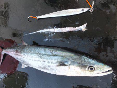 Hit Rush(ヒット ラッシュ） 釣果…