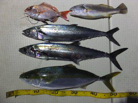 Hit Rush(ヒット ラッシュ） 釣果