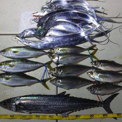 Hit Rush(ヒット ラッシュ） 釣果