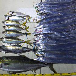 Hit Rush(ヒット ラッシュ） 釣果