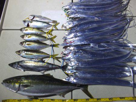 Hit Rush(ヒット ラッシュ） 釣果