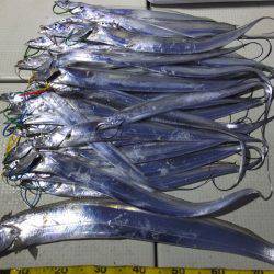 Hit Rush(ヒット ラッシュ) 釣果