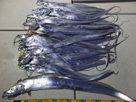 Hit Rush(ヒット ラッシュ） 釣果…