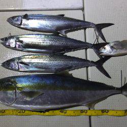 Hit Rush(ヒット ラッシュ) 釣果