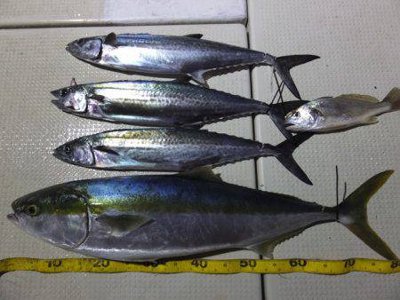 Hit Rush(ヒット ラッシュ） 釣果…