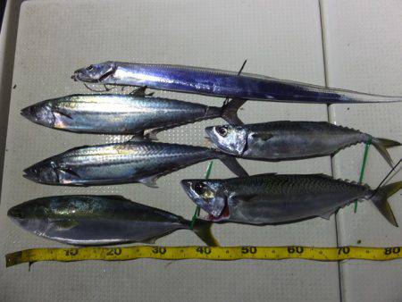 Hit Rush(ヒット ラッシュ） 釣果…