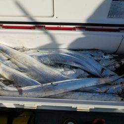 遊漁船　ニライカナイ 釣果