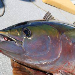 へいみつ丸 釣果
