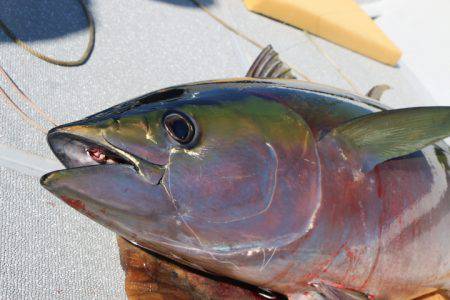 へいみつ丸 釣果