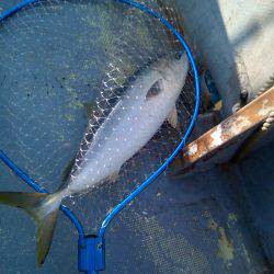 ファイヤードルフィン 釣果