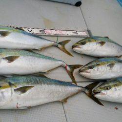 オーフリー 釣果