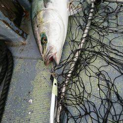 ファイヤードルフィン 釣果