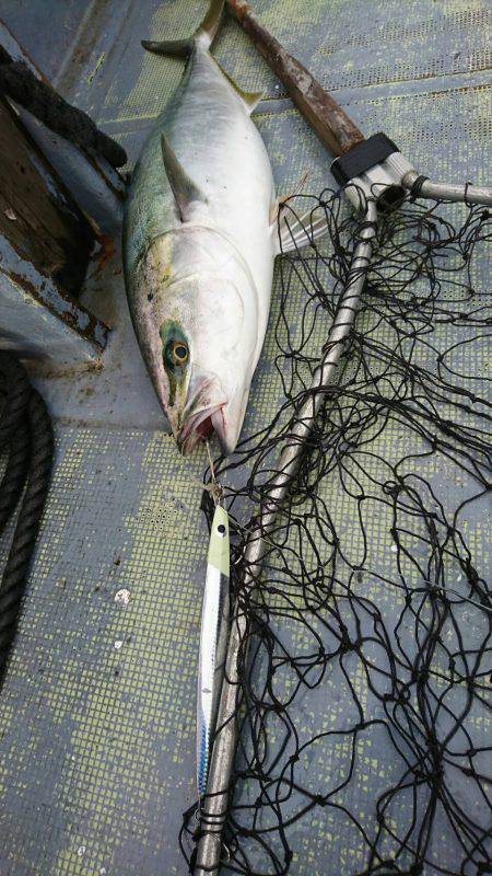 ファイヤードルフィン 釣果