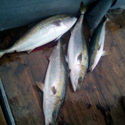 ファイヤードルフィン 釣果