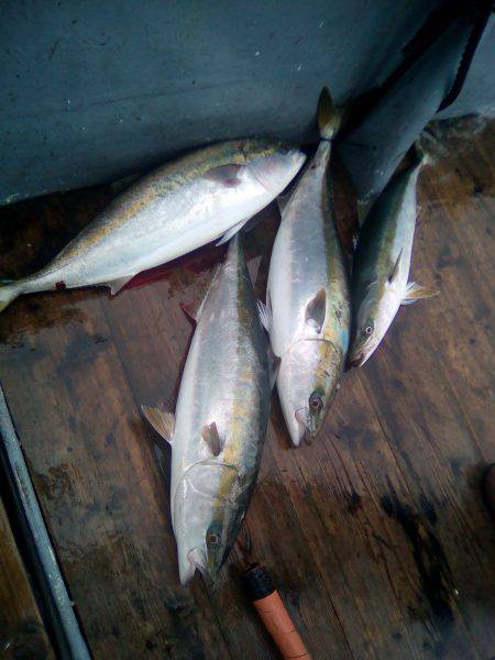 ファイヤードルフィン 釣果