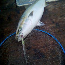 ファイヤードルフィン 釣果