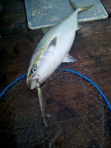 ファイヤードルフィン 釣果