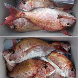 来温丸(らいおんまる) 釣果