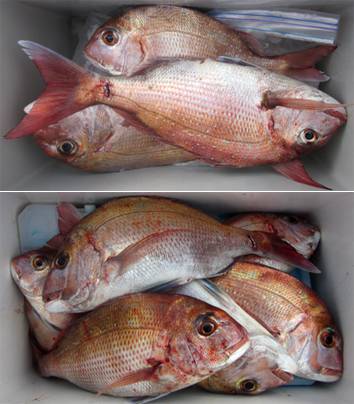 来温丸（らいおんまる） 釣果