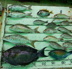 本部釣りイカダ 釣果