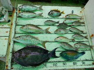 本部釣りイカダ 釣果