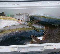 海龍丸(福岡) 釣果