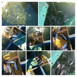 みどりフィッシングエリア 釣果