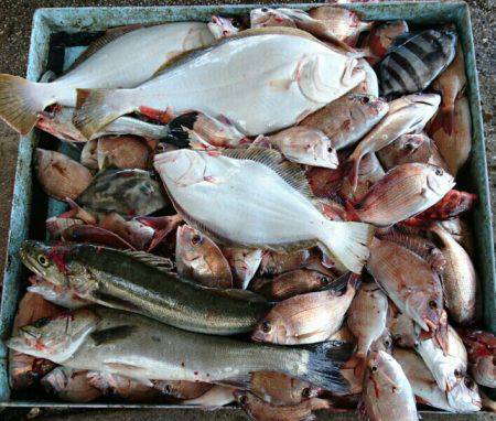 明神釣船 釣果
