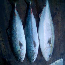 ファイヤードルフィン 釣果