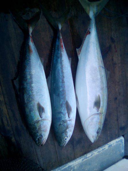 ファイヤードルフィン 釣果