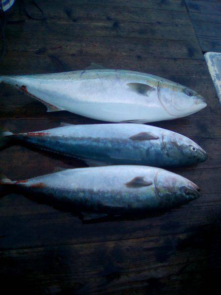 ファイヤードルフィン 釣果